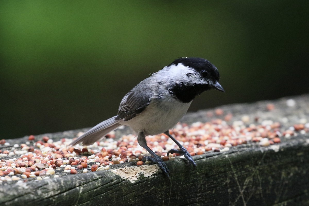 Carolina Chickadee - ML636580730