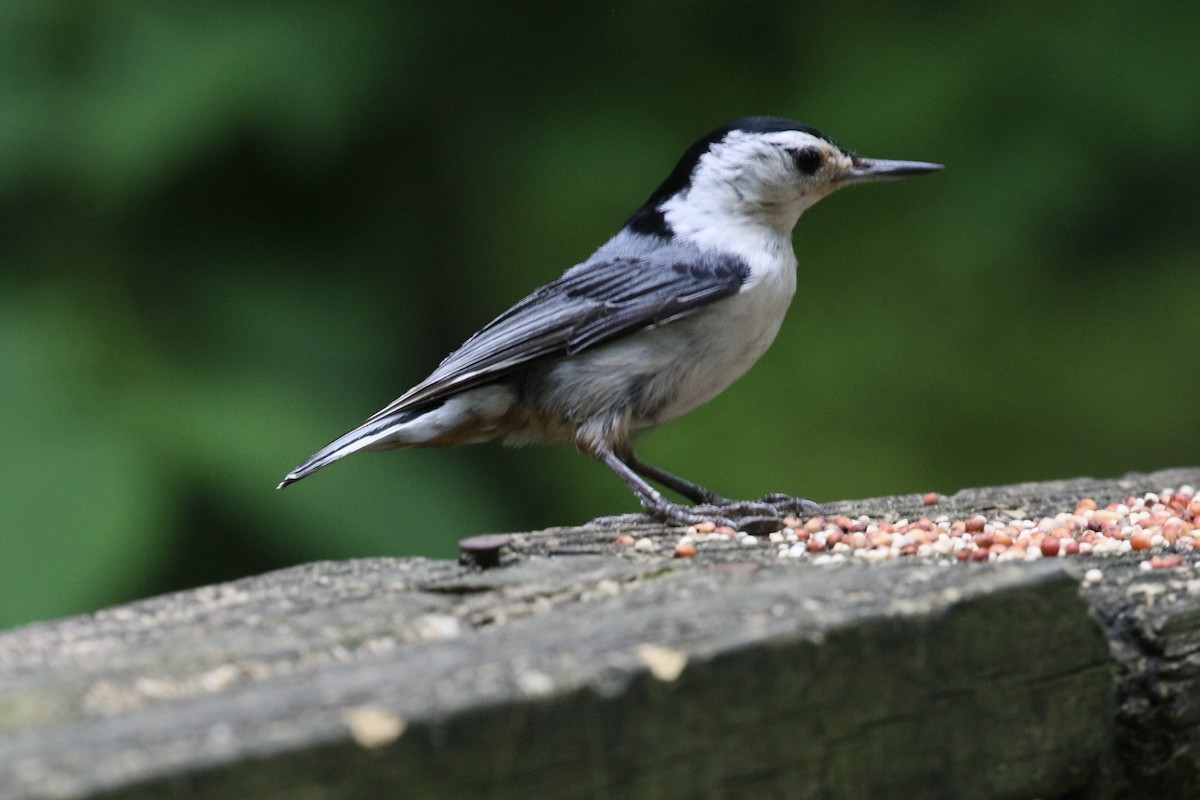 White-breasted Nuthatch - ML636580753