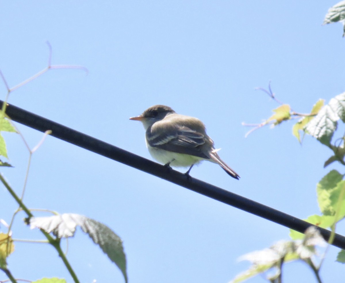 Willow Flycatcher - ML636580781