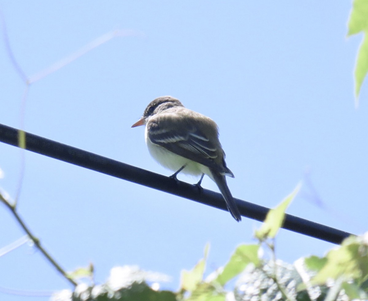 Willow Flycatcher - ML636580782