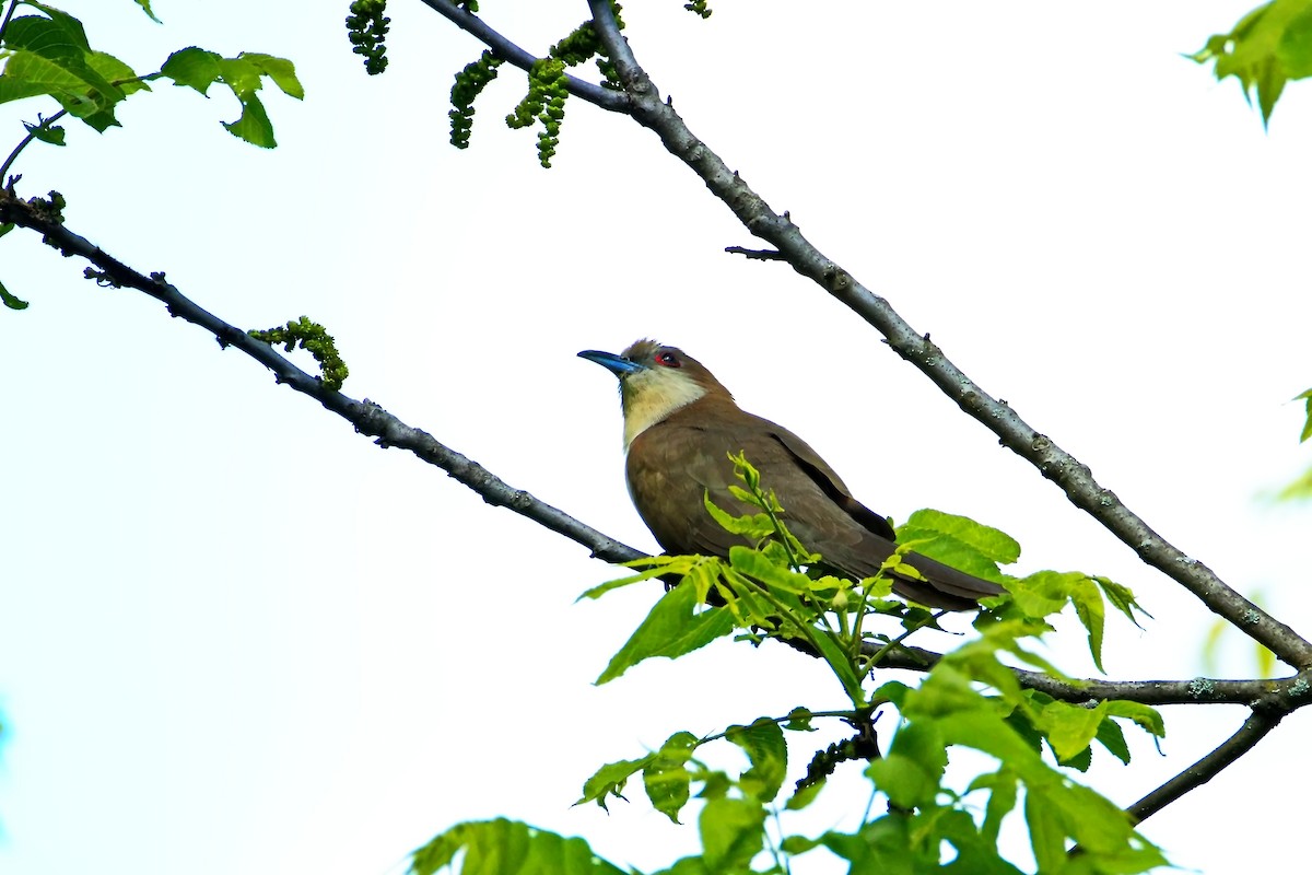 Black-billed Cuckoo - ML636580783