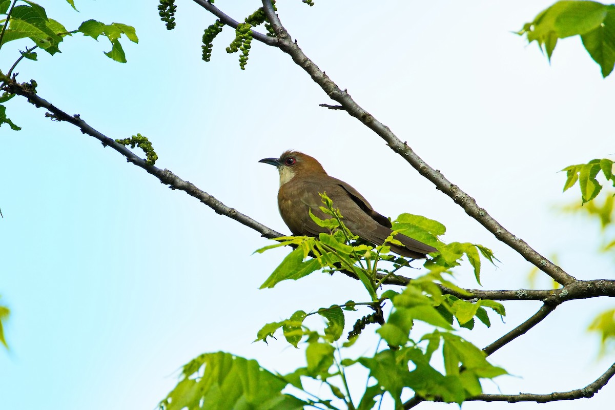 Black-billed Cuckoo - ML636580784
