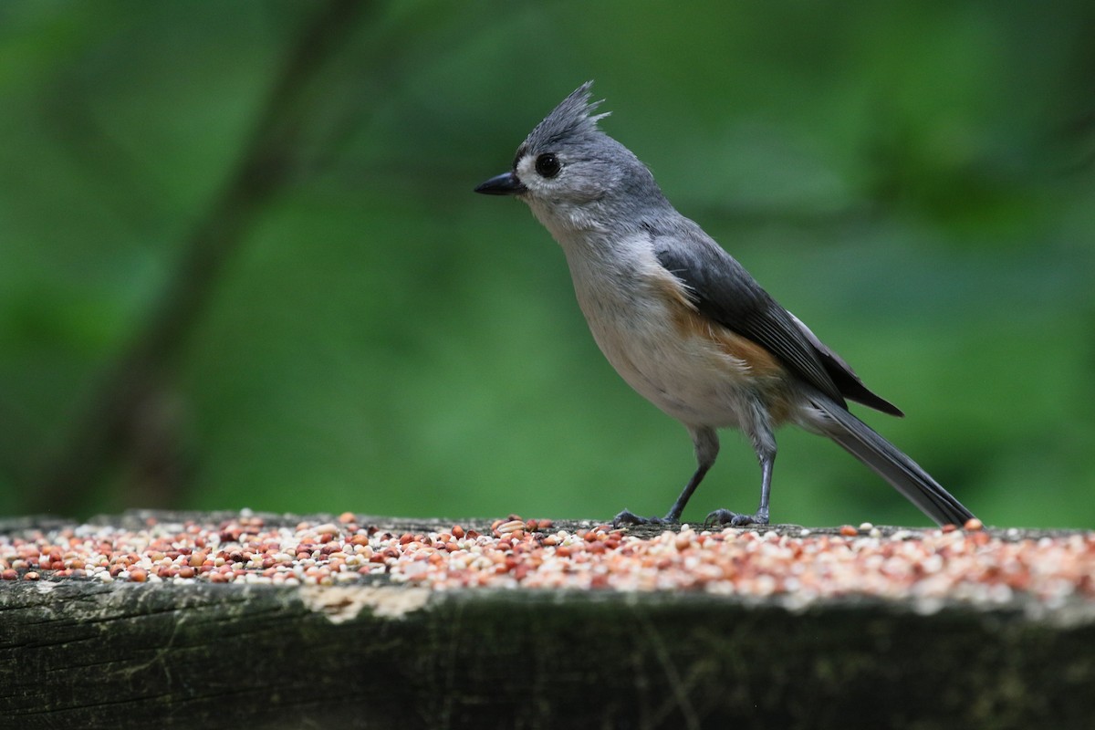 Tufted Titmouse - ML636580785