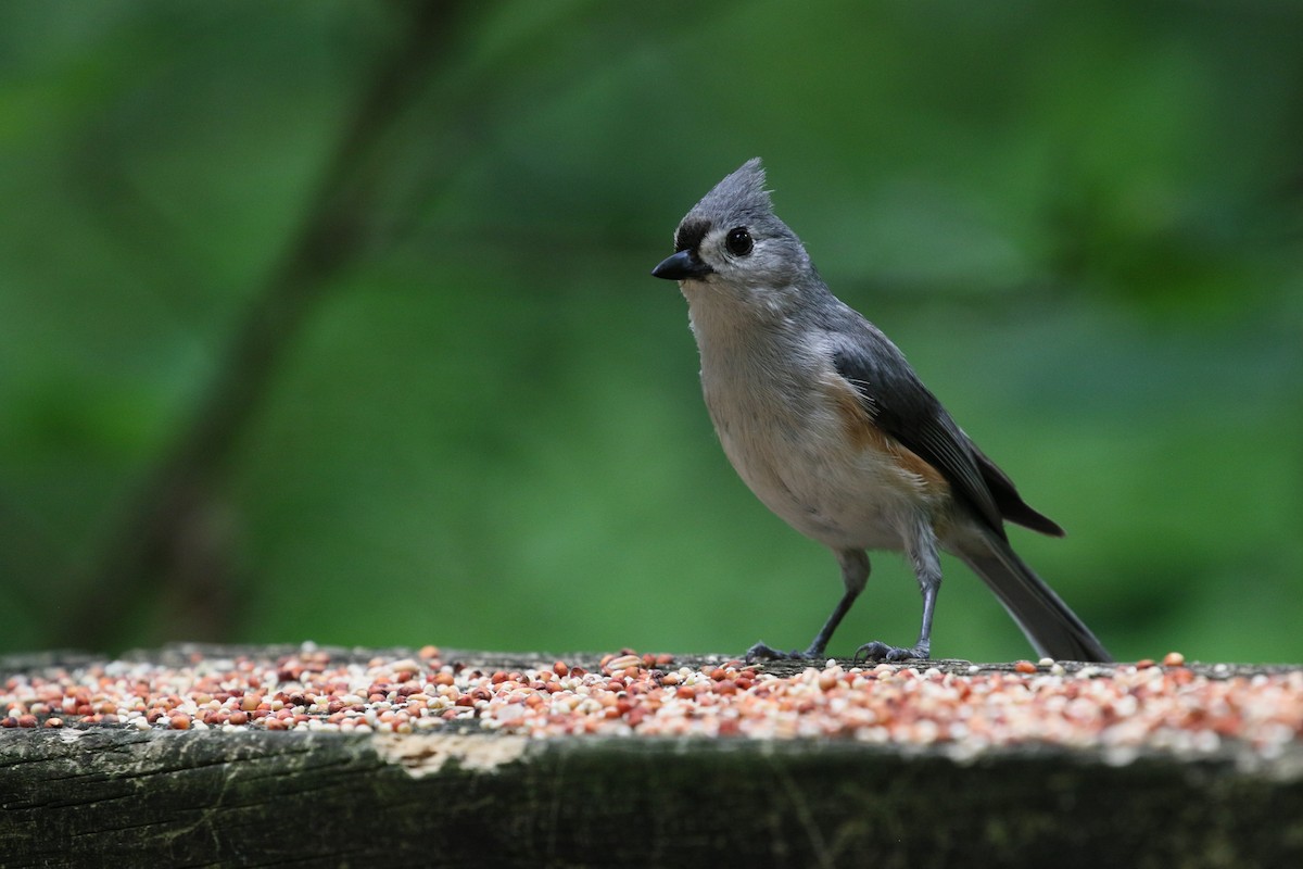 Tufted Titmouse - ML636580786