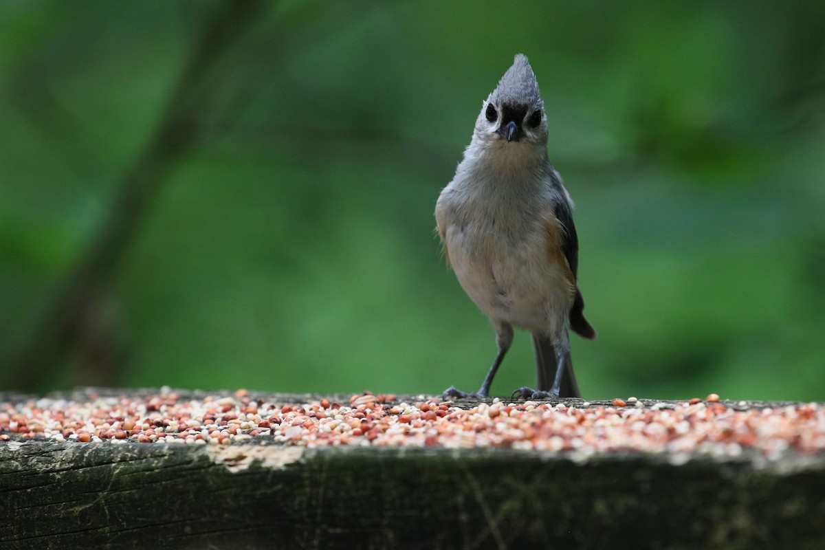 Tufted Titmouse - ML636580787