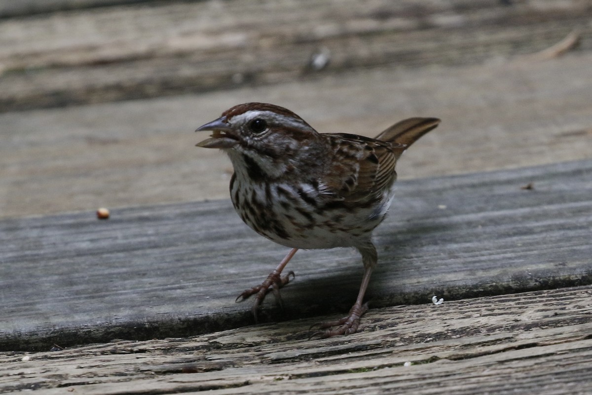 Song Sparrow - ML636580824