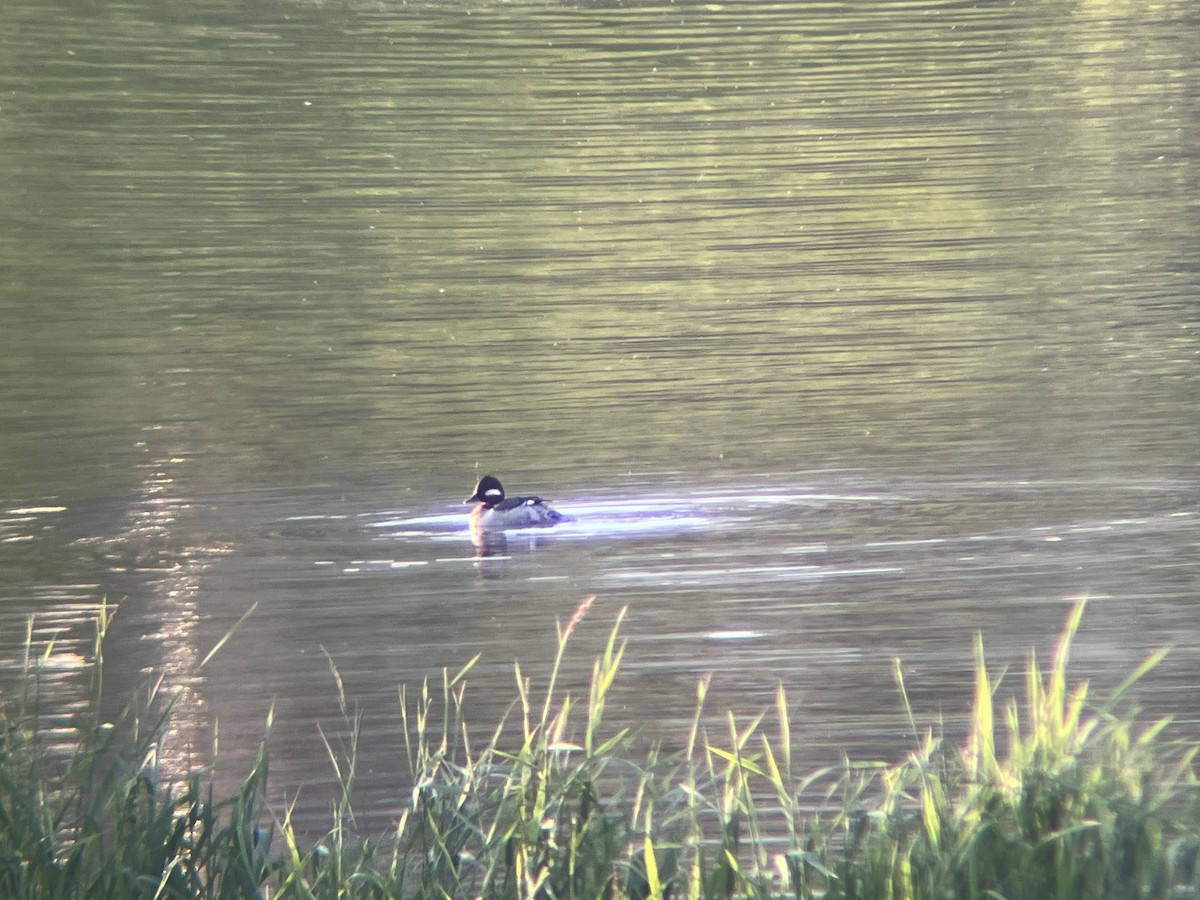 Bufflehead - ML636580847