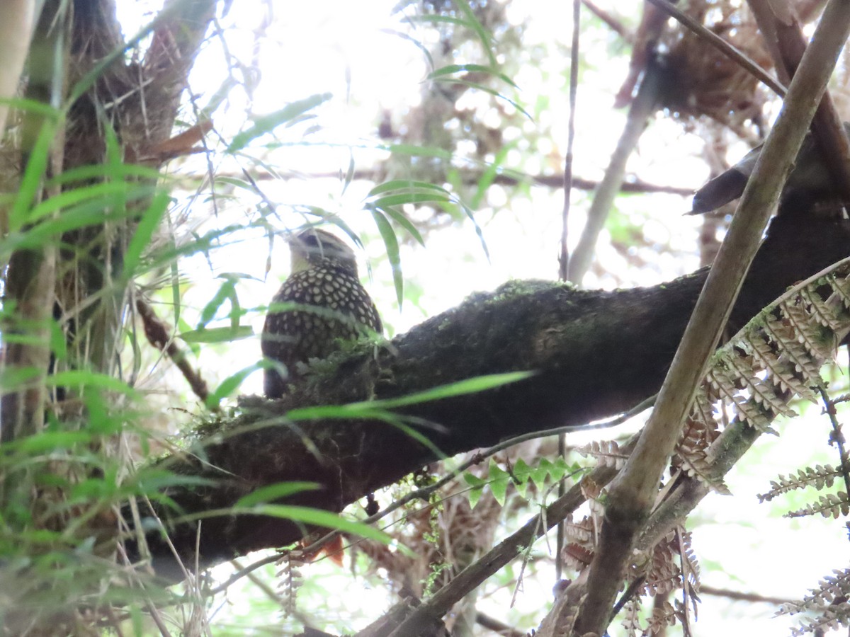 Pearled Treerunner - ML636580902