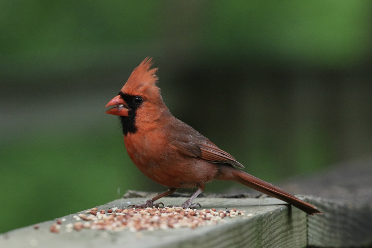 Northern Cardinal - ML636580934