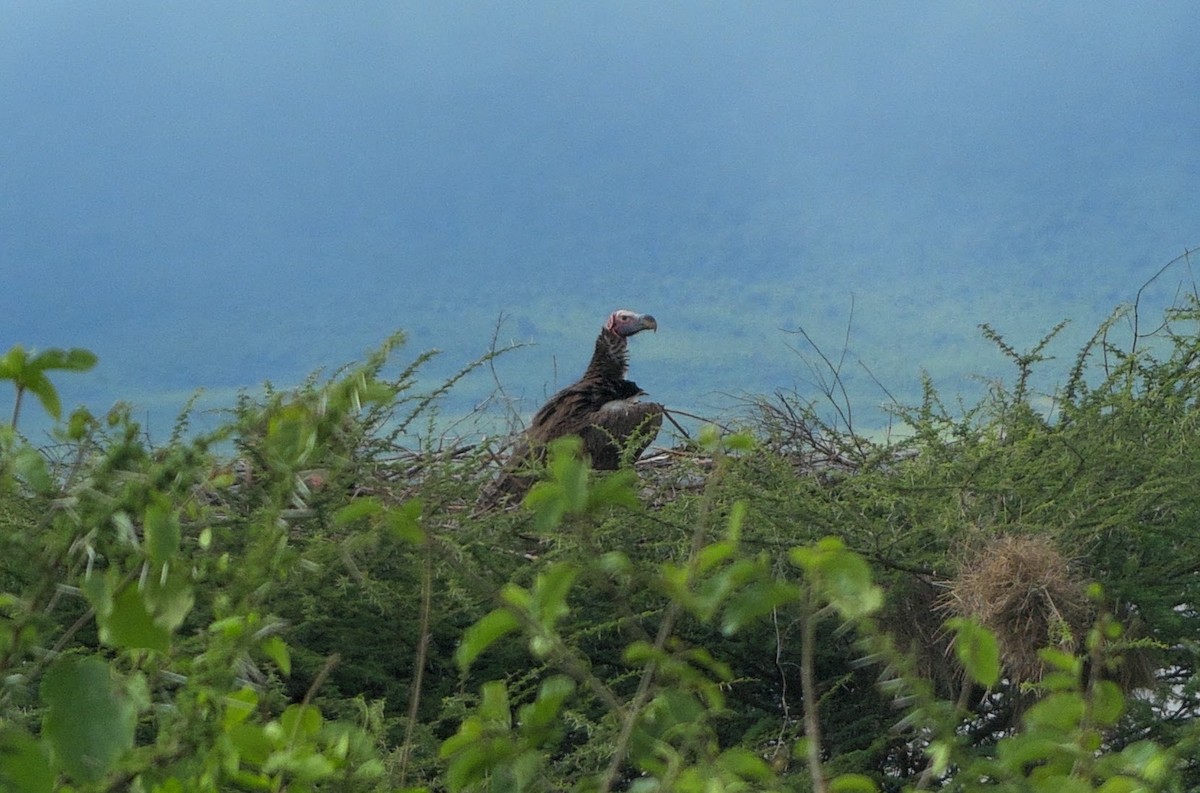 Lappet-faced Vulture - ML636580956