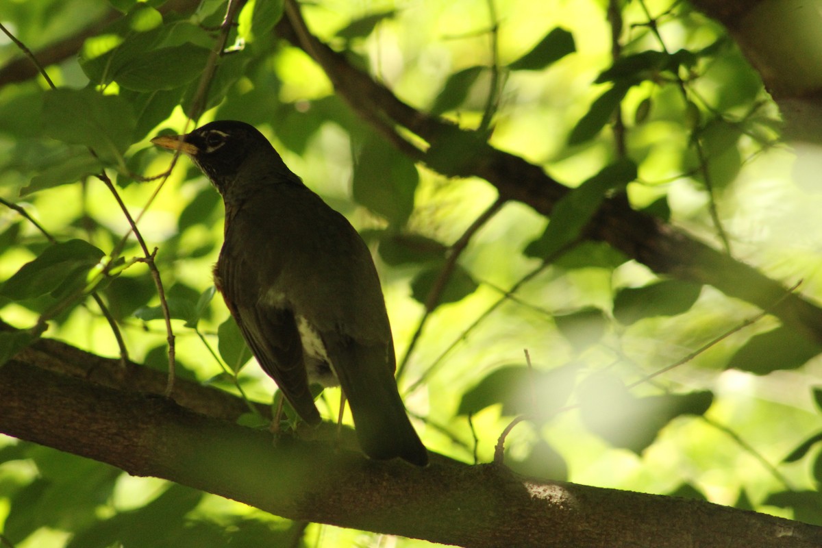 American Robin - ML636580989