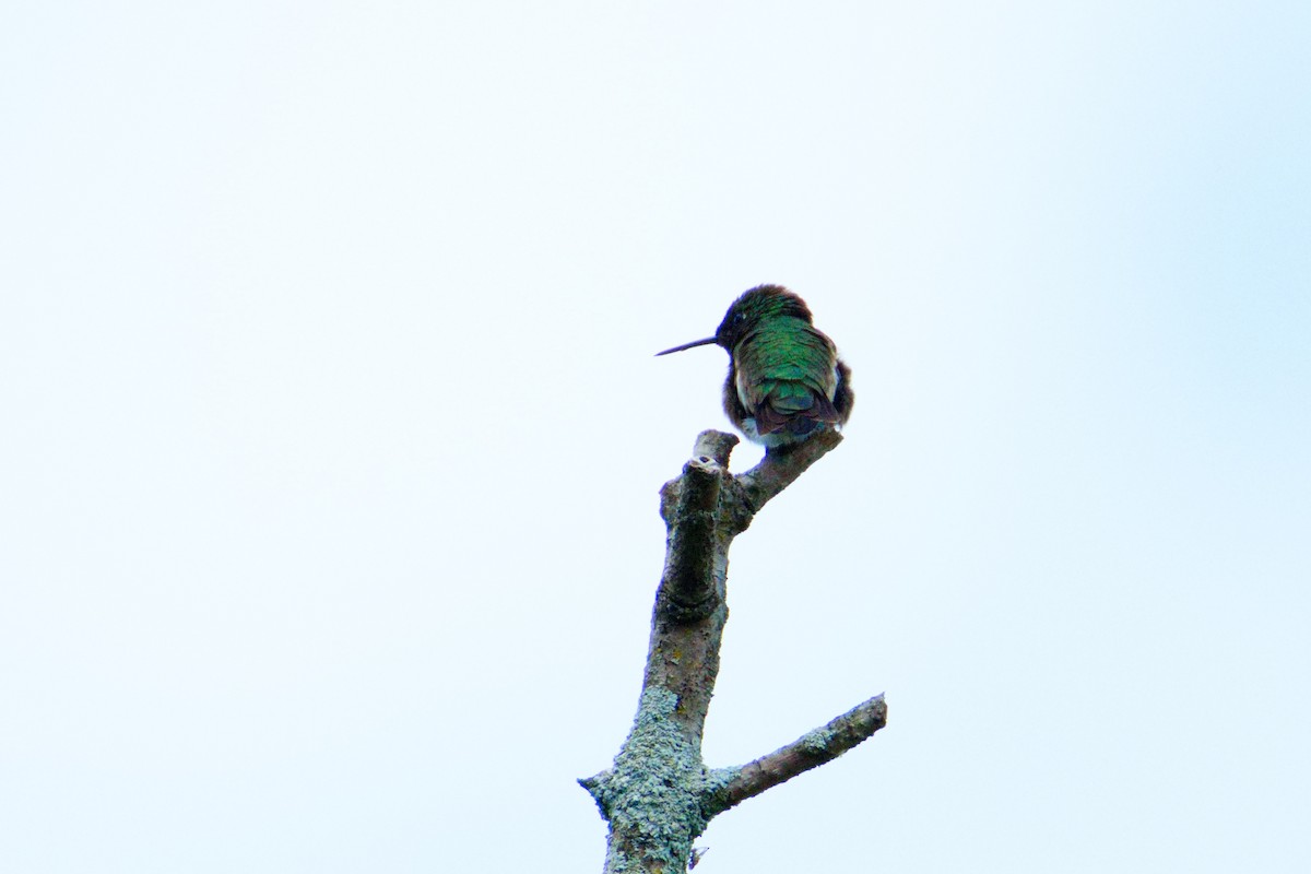 Ruby-throated Hummingbird - ML636581010