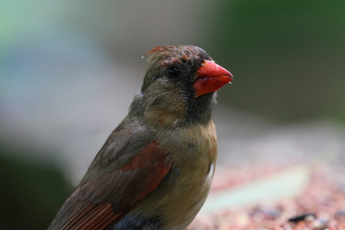 Northern Cardinal - ML636581013