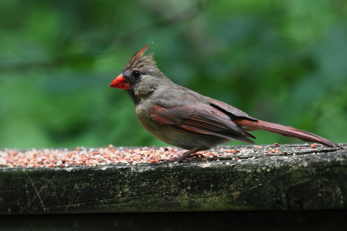 Northern Cardinal - ML636581044