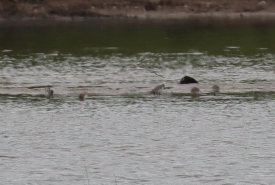 Semipalmated Sandpiper - ML636581090