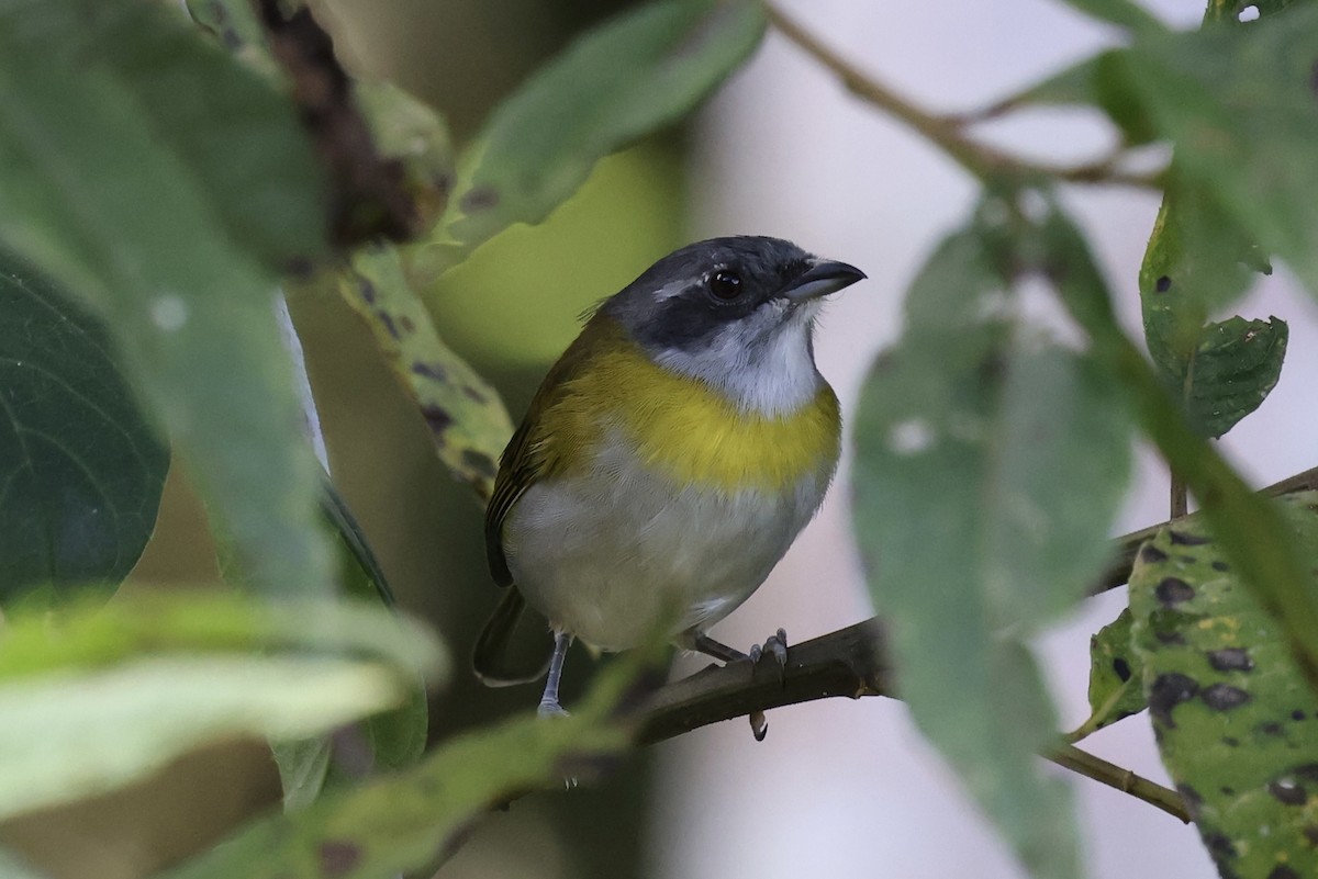 Ashy-throated Chlorospingus - ML636581097