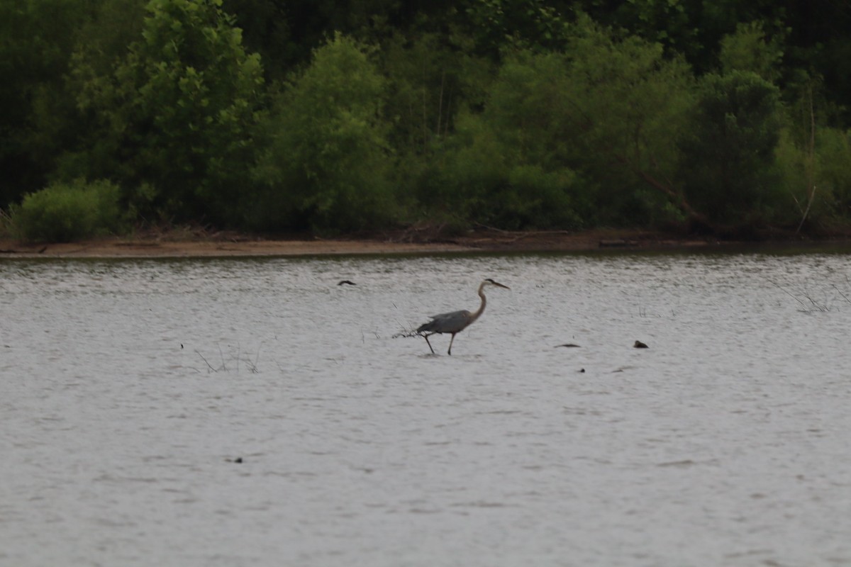 Great Blue Heron - ML636581115