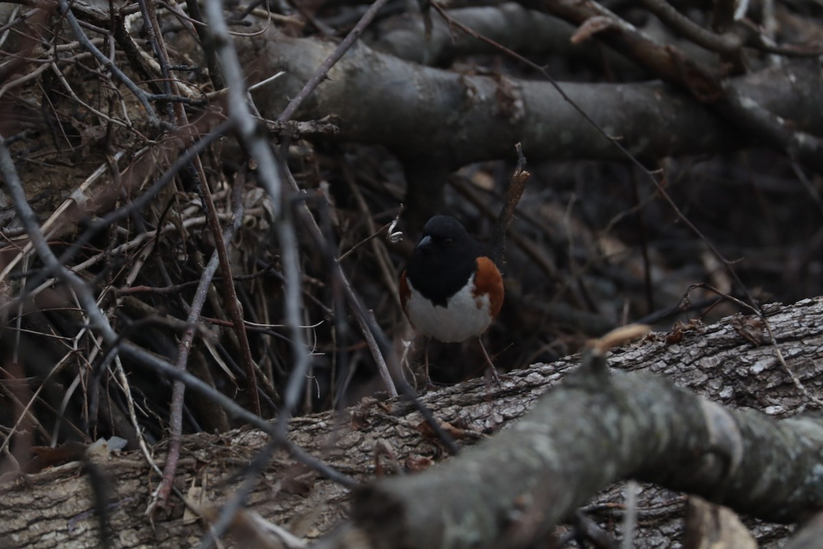 Eastern Towhee - ML636581148
