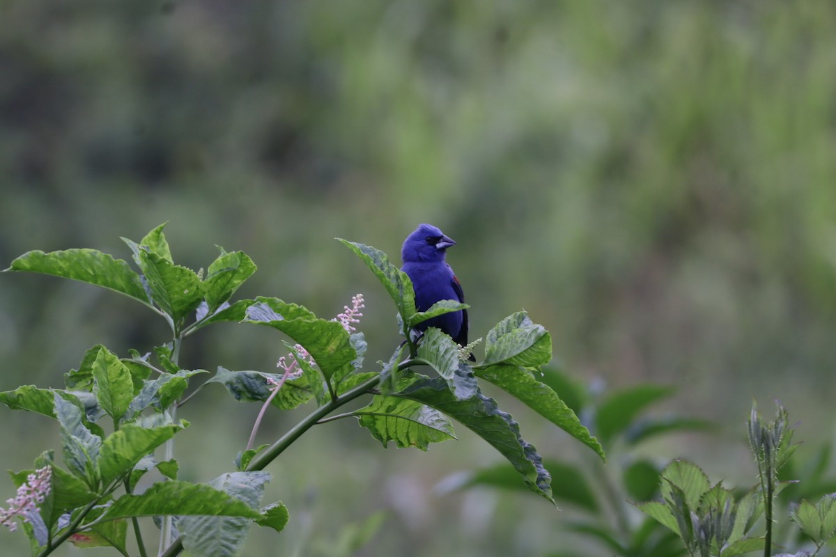 Blue Grosbeak - ML636581157