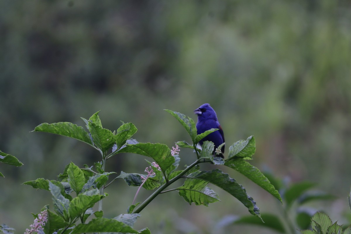 Blue Grosbeak - ML636581158