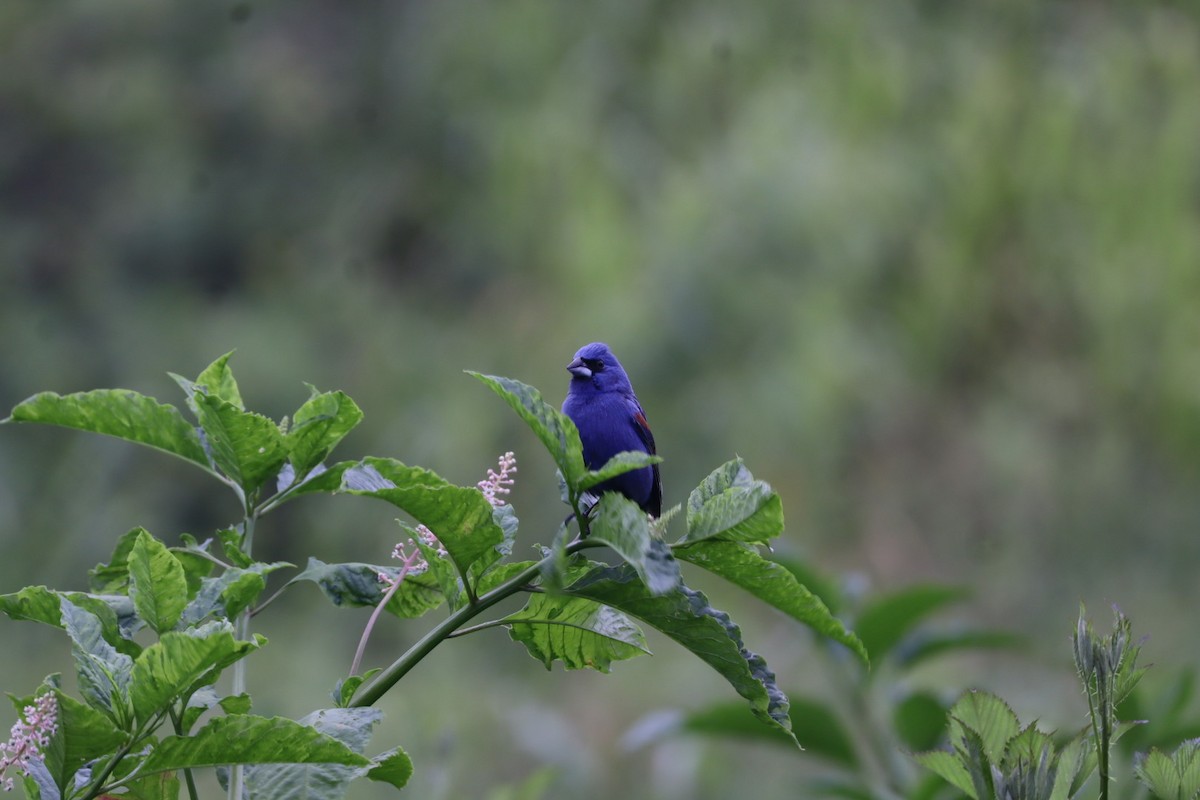 Blue Grosbeak - ML636581159