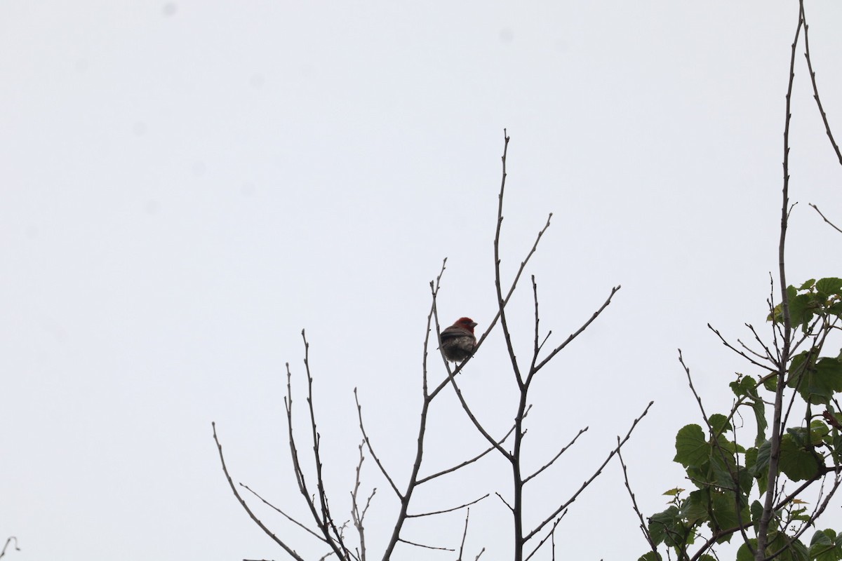House Finch - ML636581170