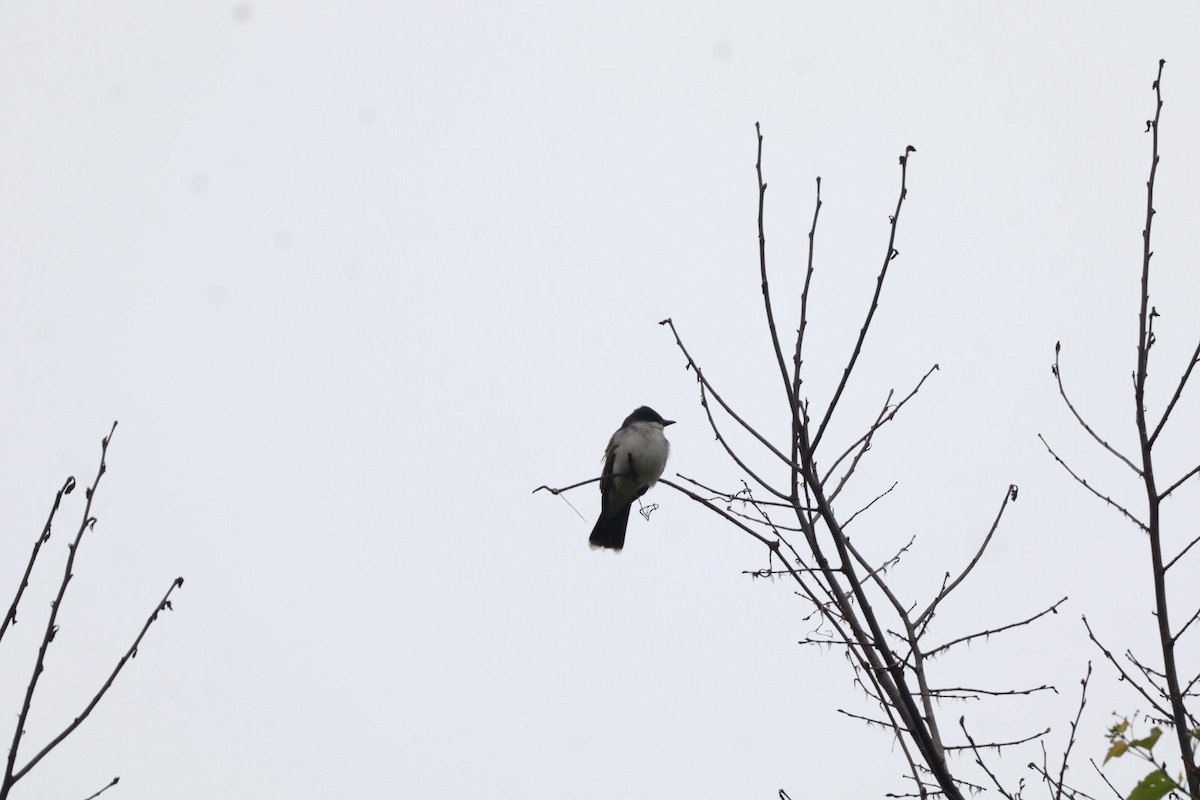 Eastern Kingbird - ML636581179