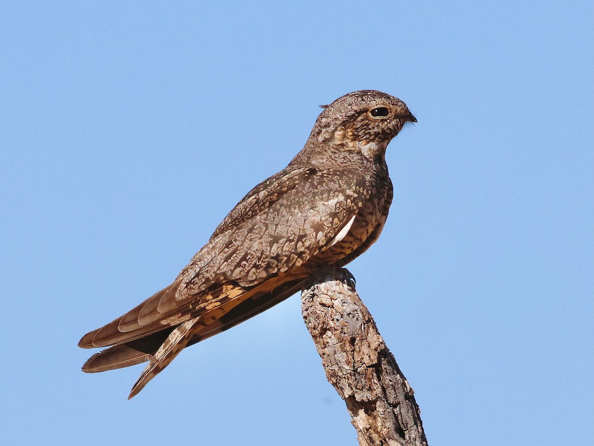 Lesser Nighthawk - Adam Dudley