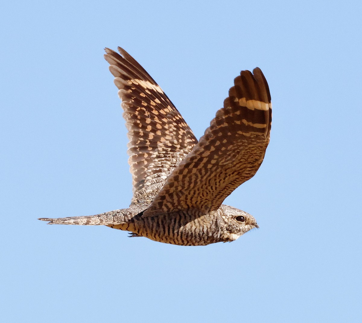 Lesser Nighthawk - Adam Dudley