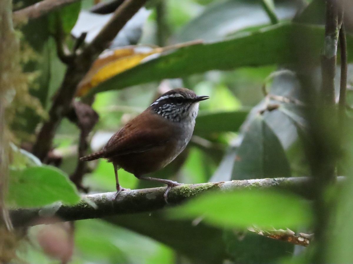 Gray-breasted Wood-Wren - ML636581245