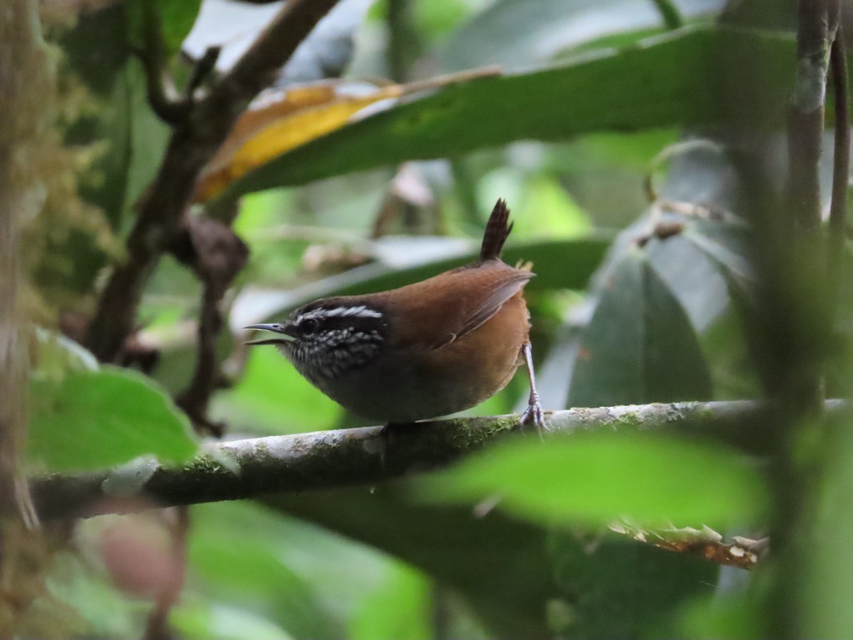 Gray-breasted Wood-Wren - ML636581246