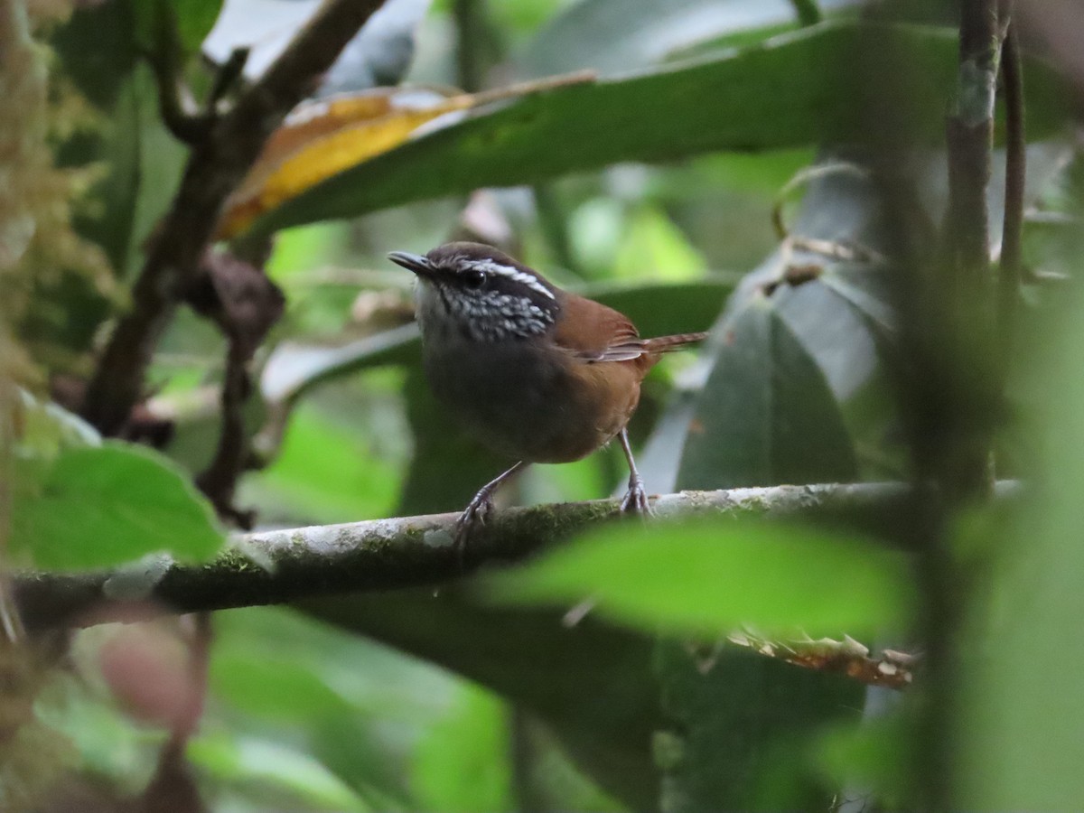 Gray-breasted Wood-Wren - ML636581247