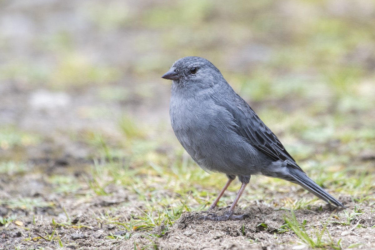 gråandesspurv - ML636581251