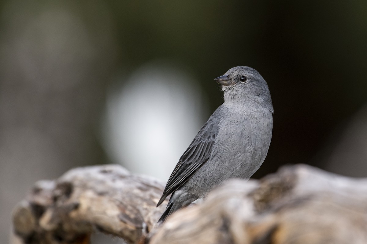 Plumbeous Sierra Finch - ML636581252