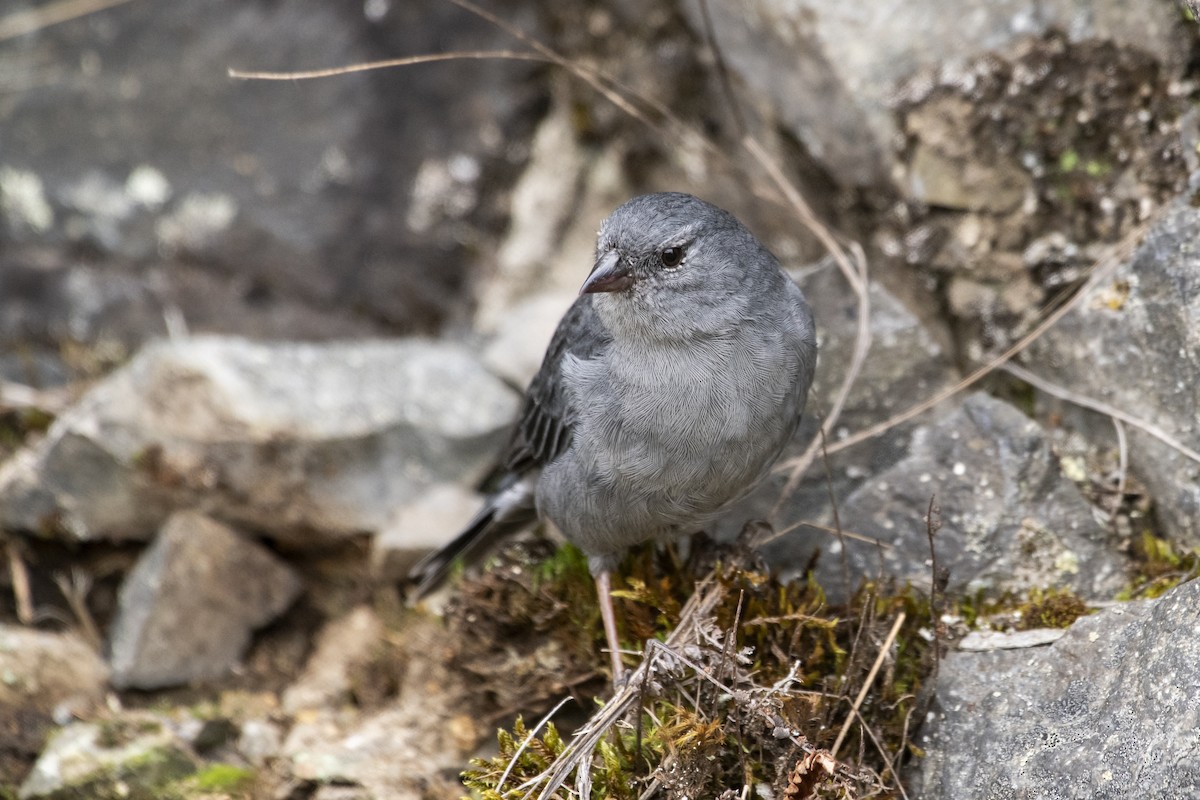 gråandesspurv - ML636581254