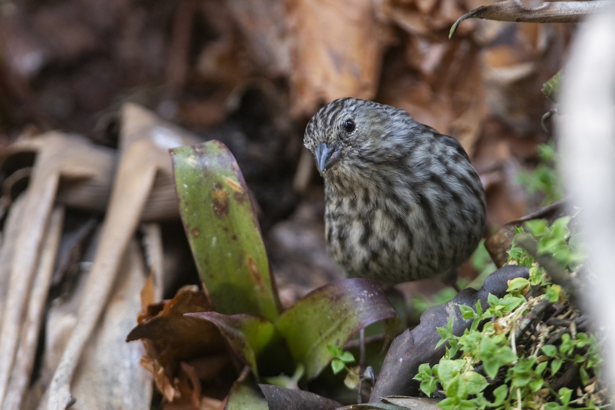 Plumbeous Sierra Finch - ML636581255