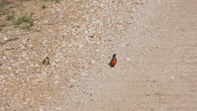 Painted Bunting - ML636581258