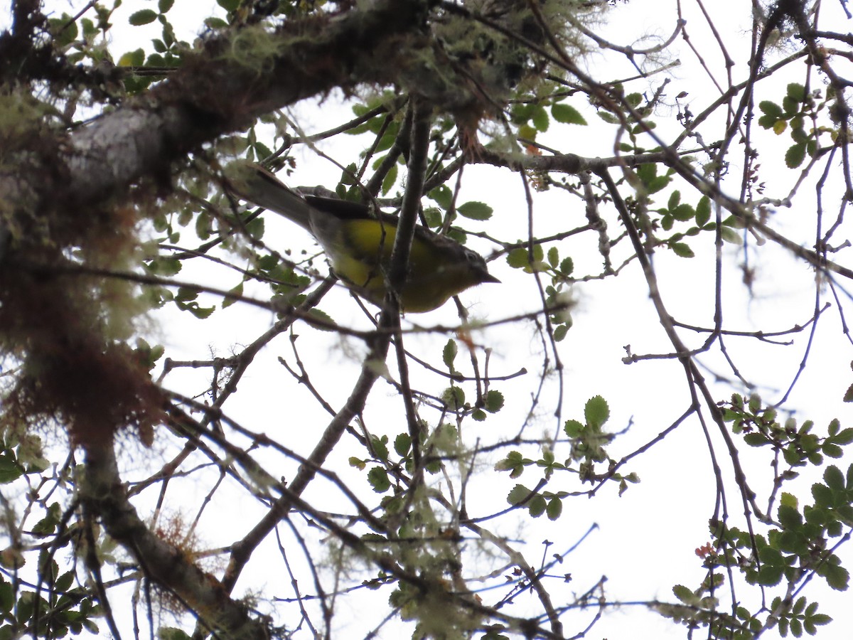 White-fronted Redstart - ML636581321