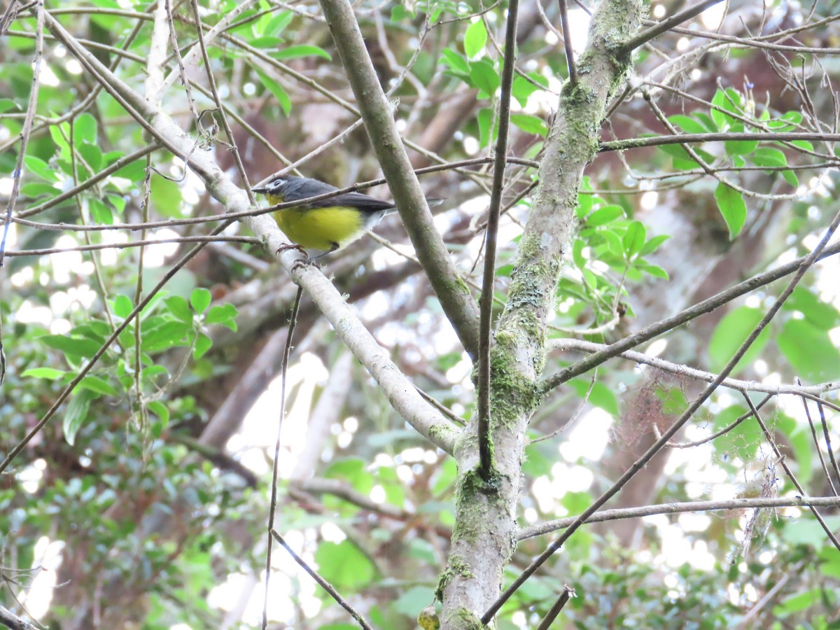 White-fronted Redstart - ML636581322