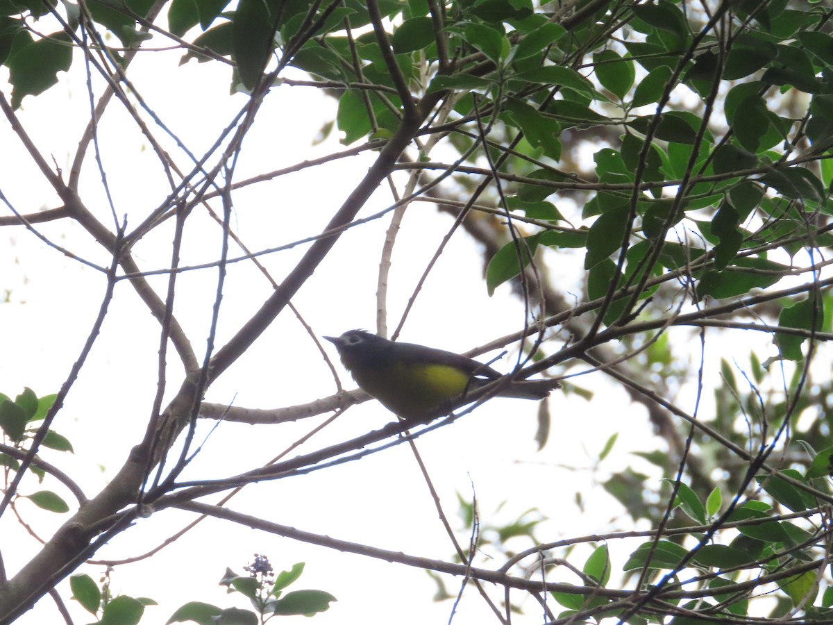 White-fronted Redstart - ML636581323
