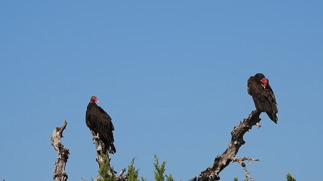 Turkey Vulture - ML636581374