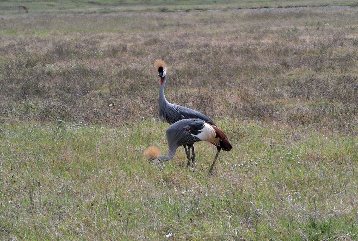 Gray Crowned-Crane - ML636581443