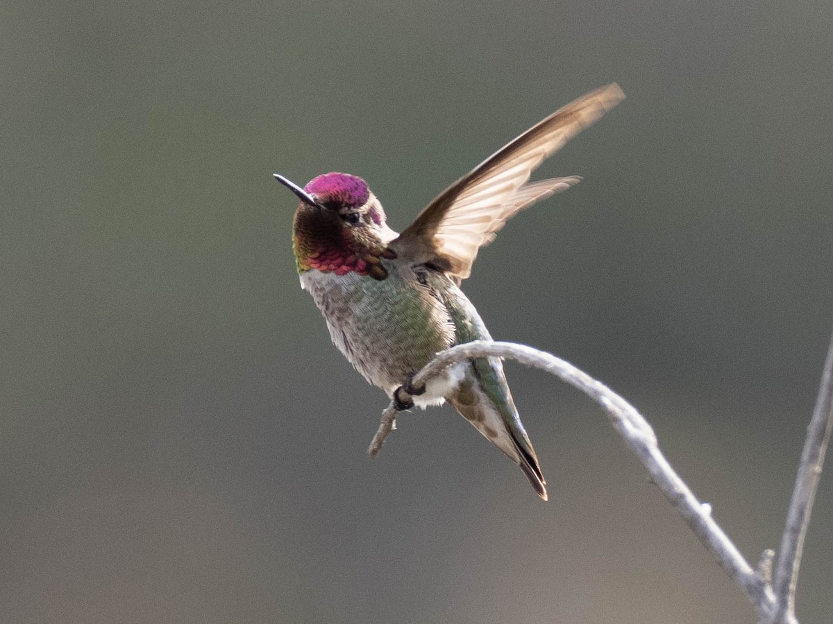 kalypta růžovohlavá - ML636581479