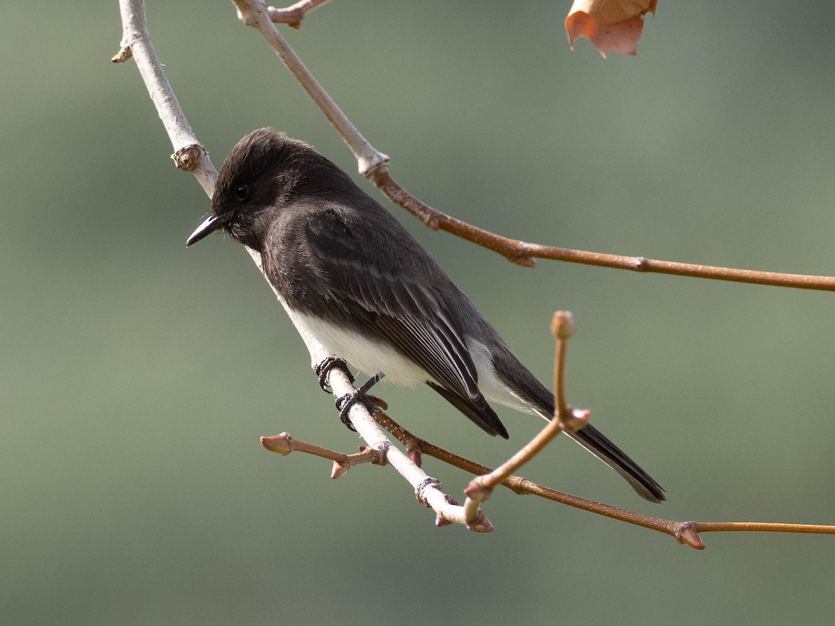 Black Phoebe - ML636581493