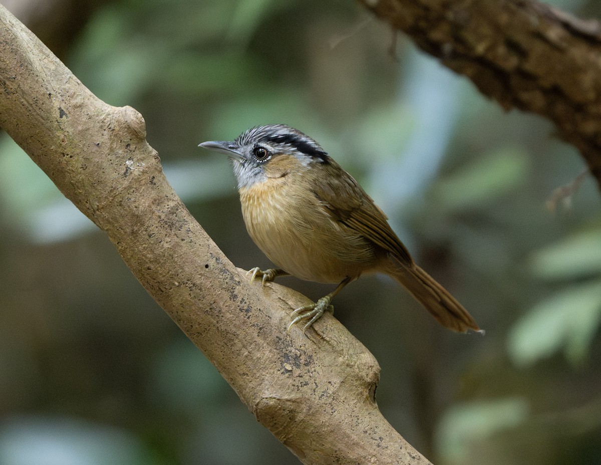 Gray-throated Babbler - ML636581515
