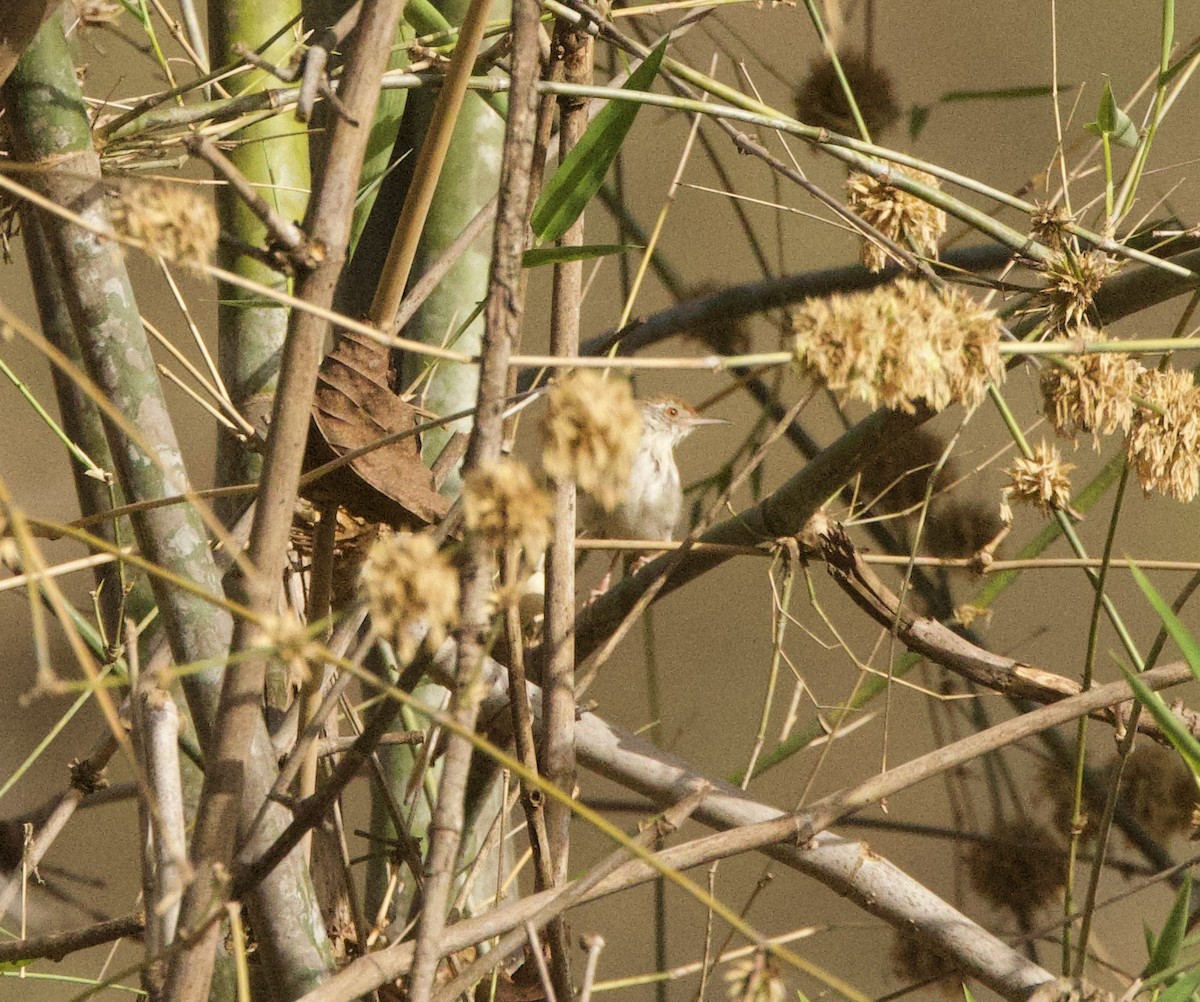 Common Tailorbird - ML636581612