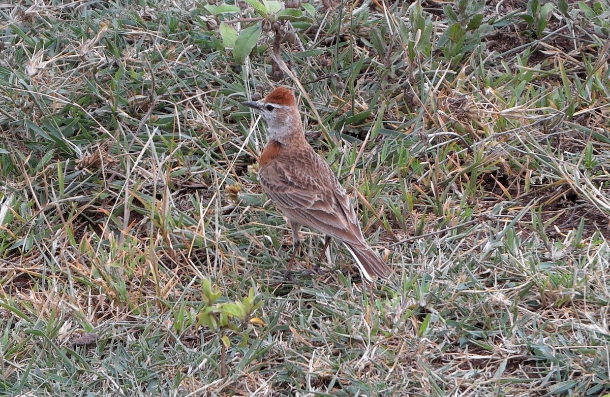 Red-capped Lark - ML636581682