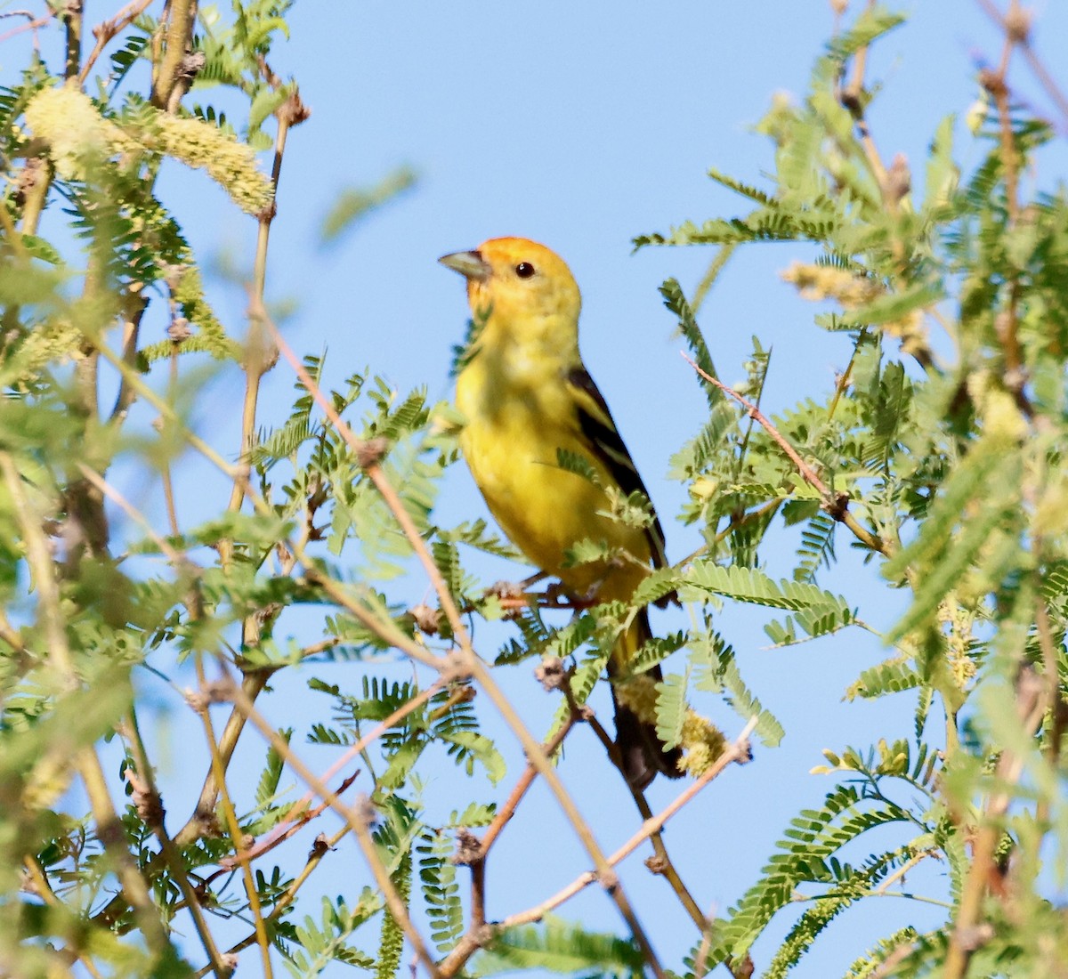 ニシフウキンチョウ - ML636581698