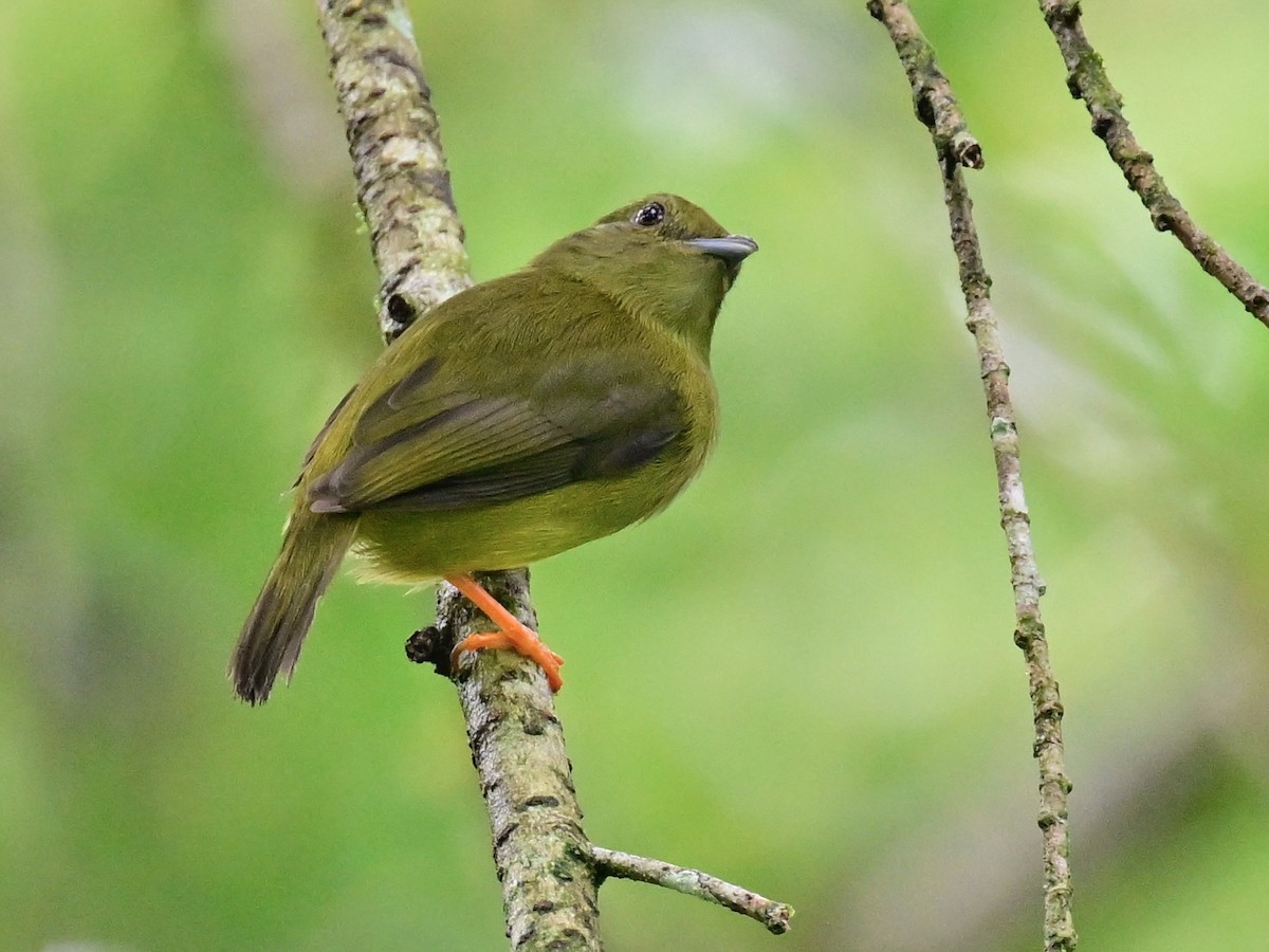 White-collared Manakin - ML636581751