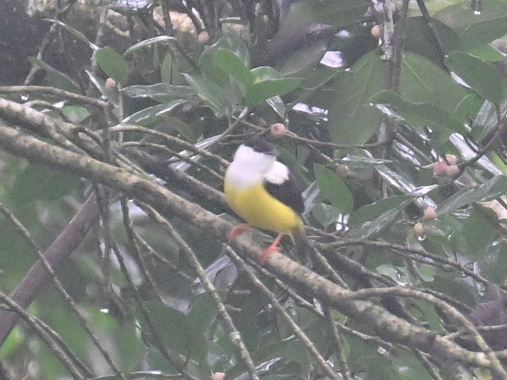 White-collared Manakin - ML636581752